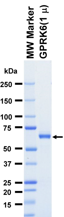The purity was assessed by SDS-PAGE/CBB staining.